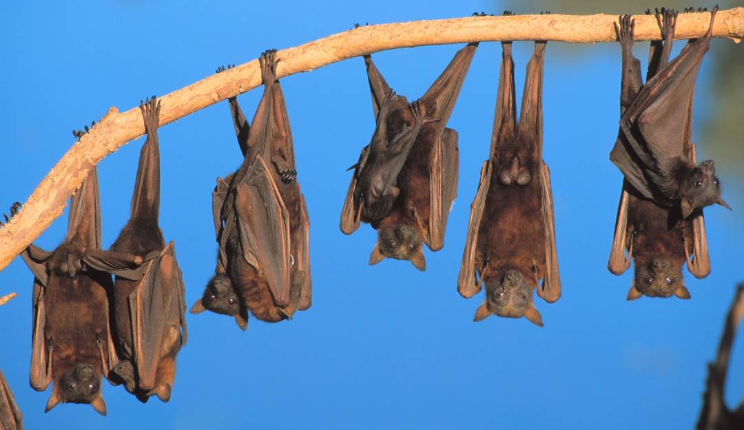 Murciélagos / GettyImages