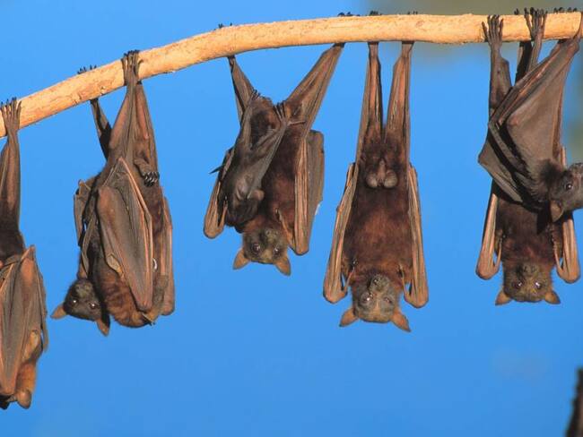 Murciélagos / GettyImages