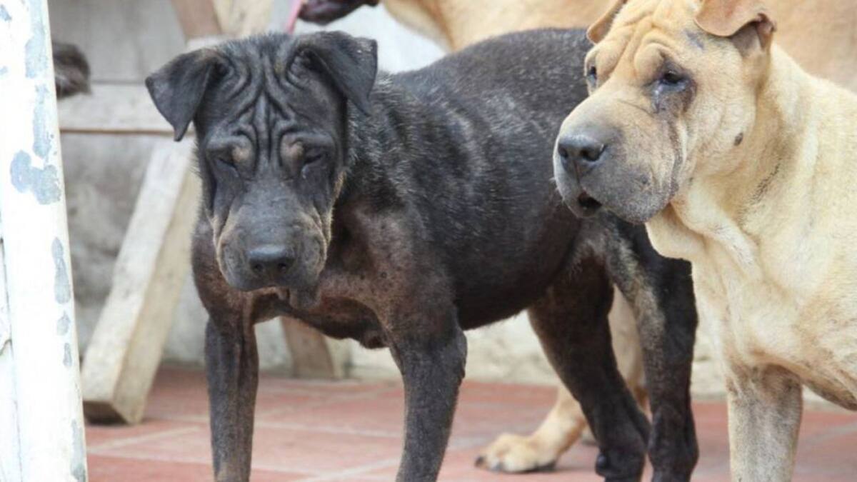 Informe Animales denuncia