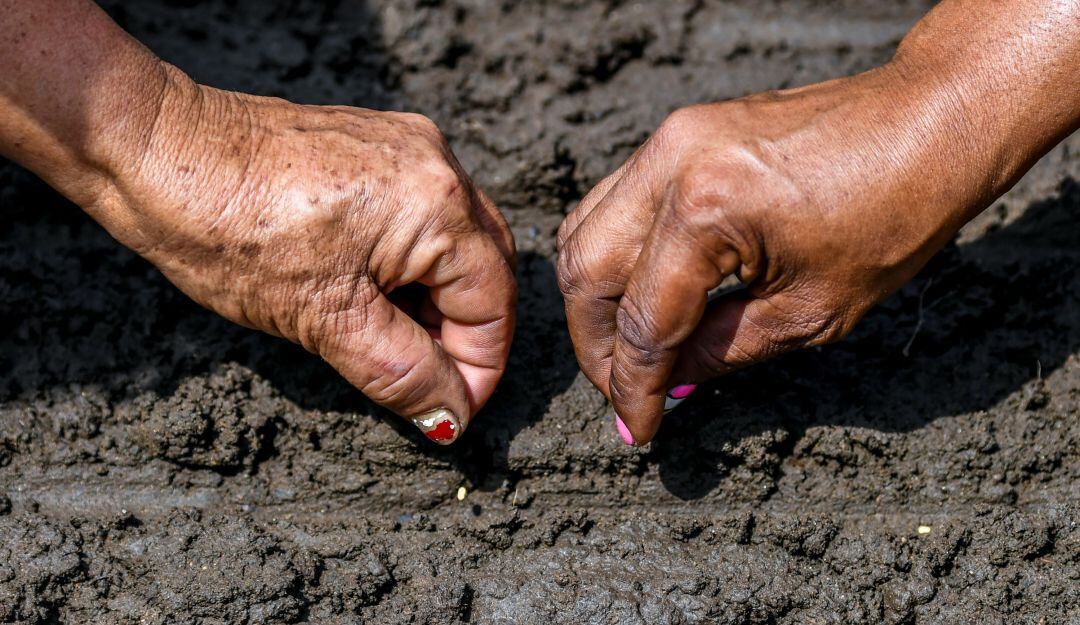 Siembra en Colombia. Imagen de referencia