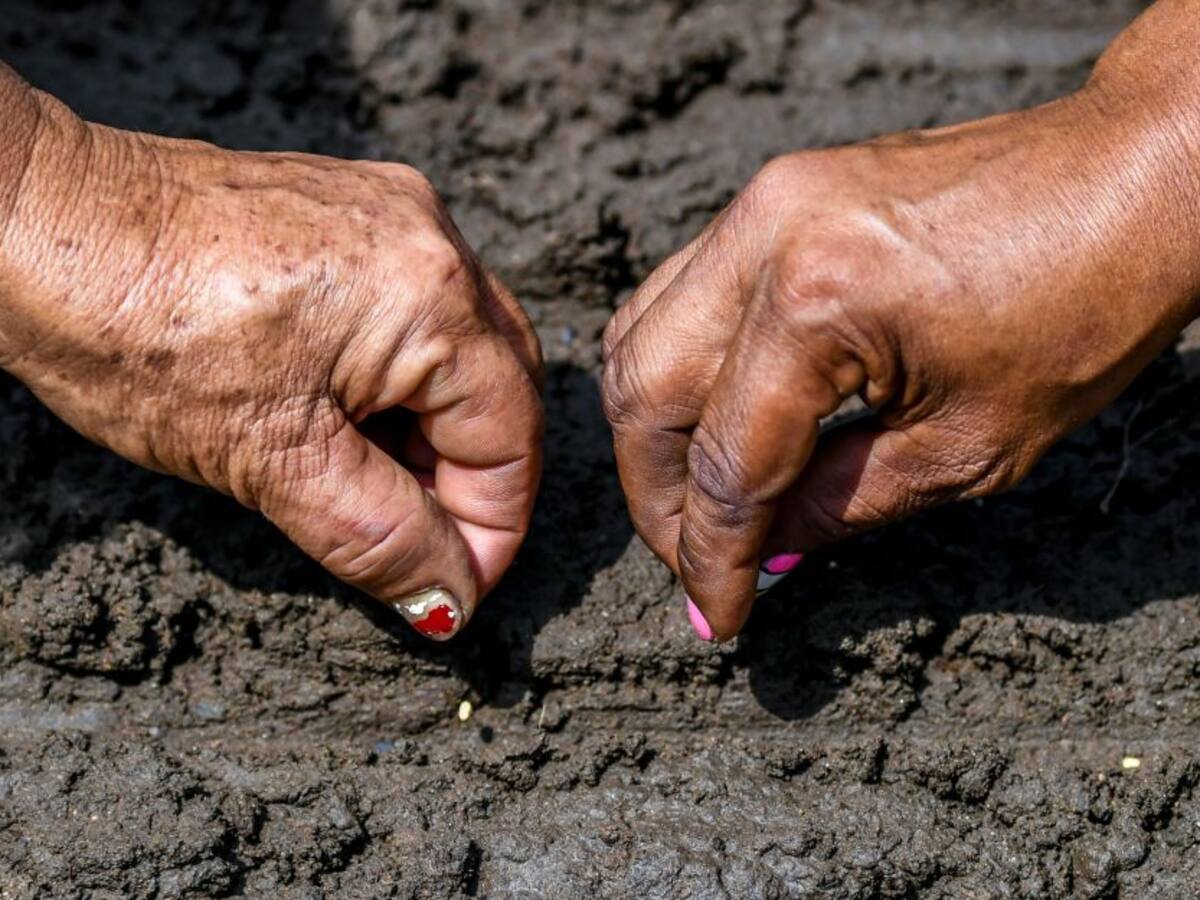 ICA insiste en uso de semillas certificadas para asegurar buenas cosechas