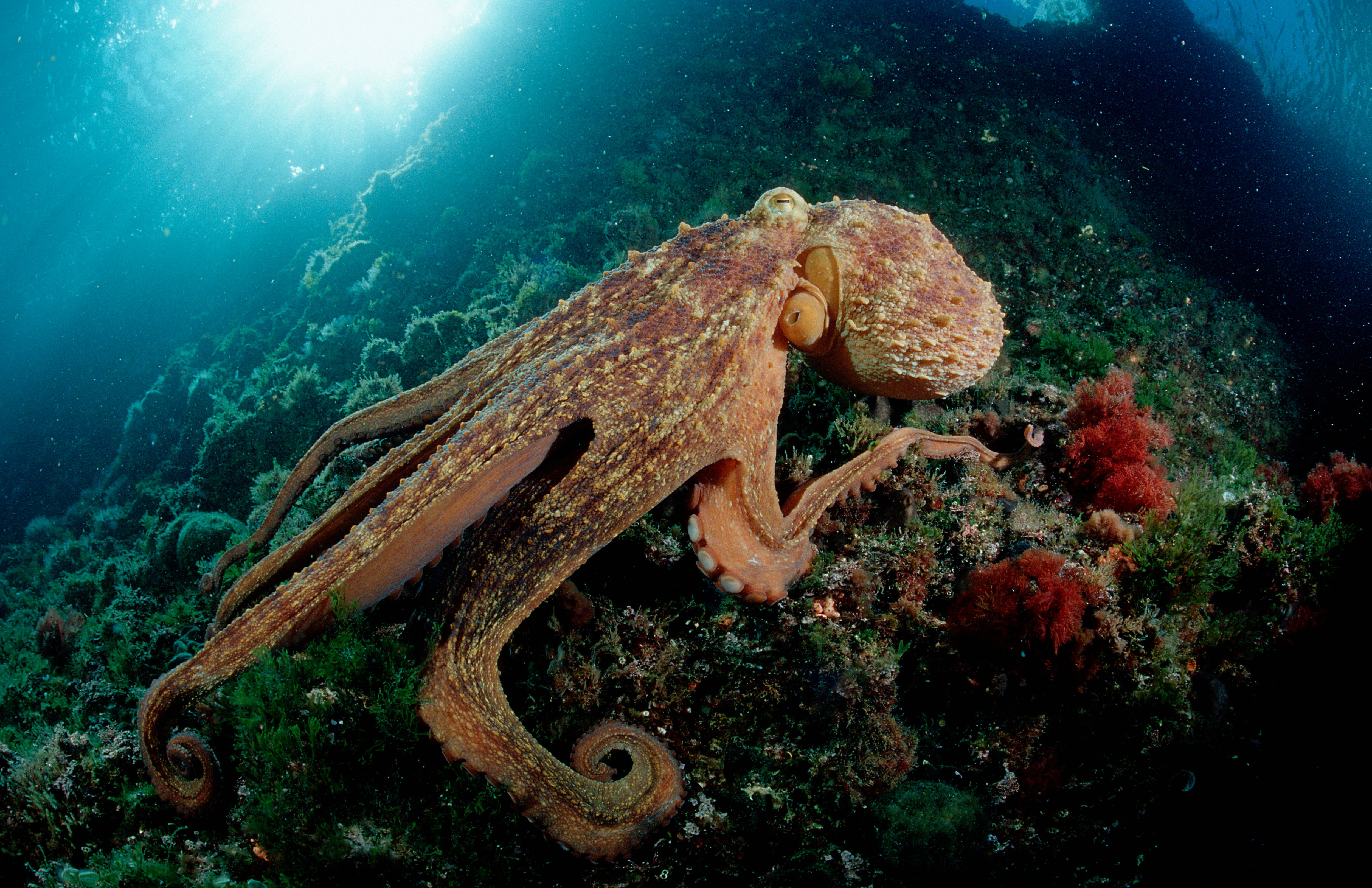 Octopus (Octopus vulgaris), imagen de referencia (Getty Images).