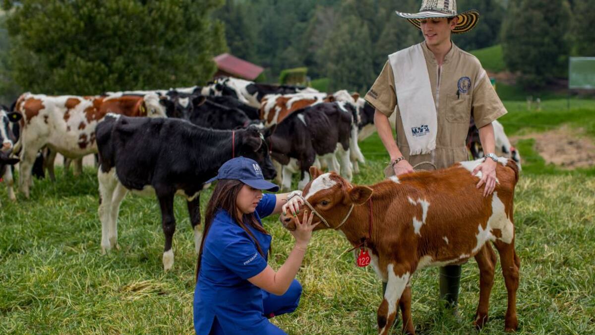 Cómo evitar el estrés, que deteriora la calidad de bovinos y equinos