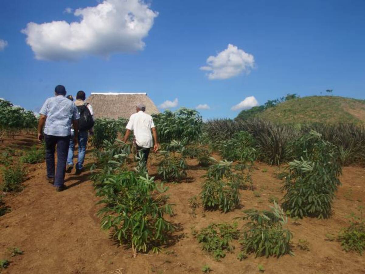 Tribunal Superior de Antioquia ordena devolver predio a campesino en los Montes de María
