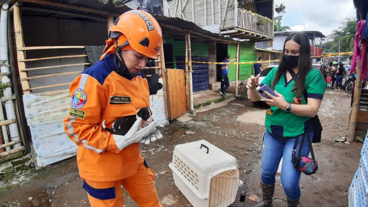 Beatriz Aristizábal, animalista Calarcá