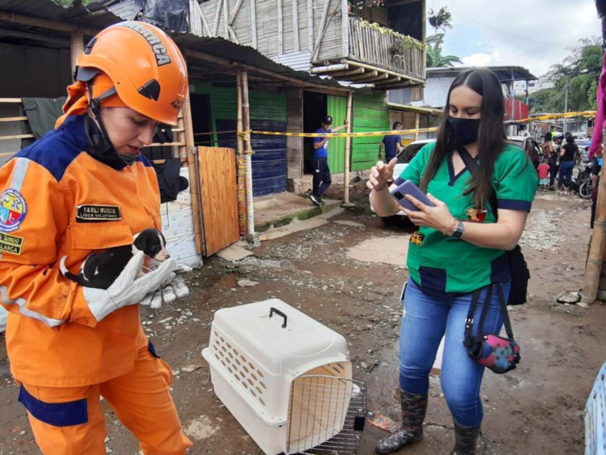 En Calarcá, Quindío rescatan animales atrapados por derrumbes
