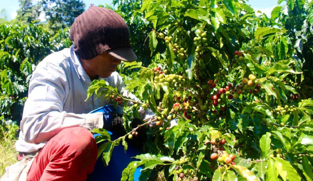 Certificación a recolectores