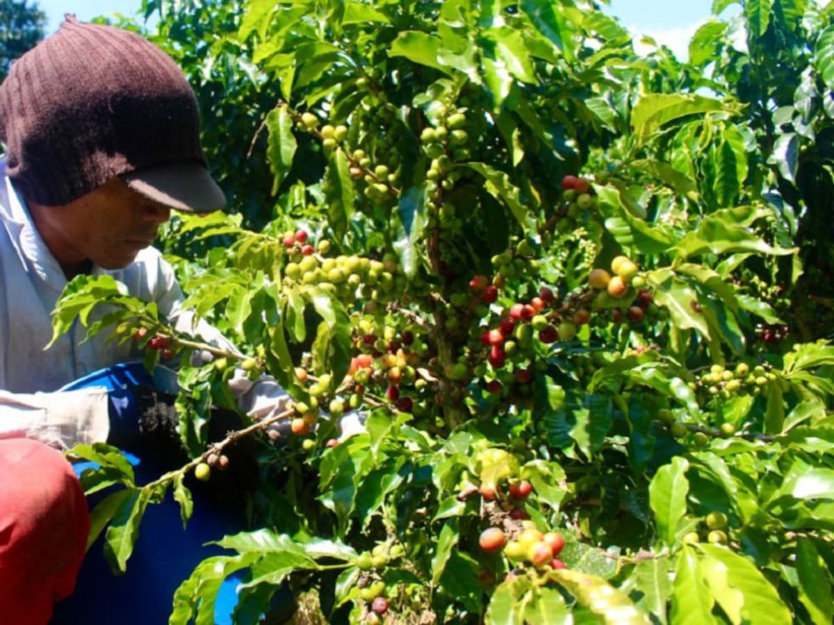 Recolectores de café serán certificados por el SENA