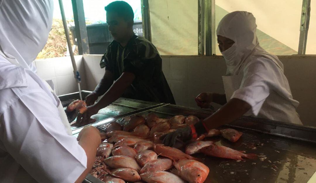 Proceso de tilapias.