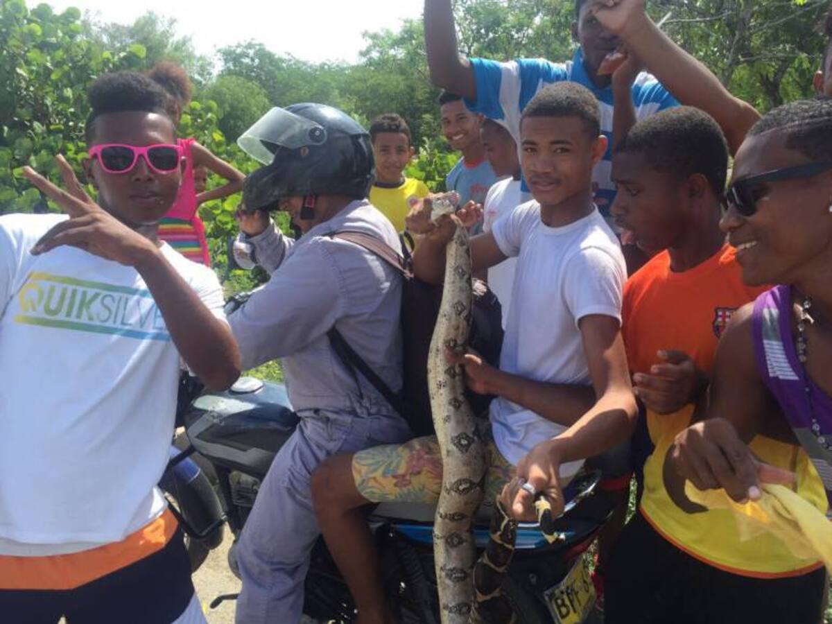 Encuentran boa constrictora merodeando viviendas de la Cienaga de la Virgen