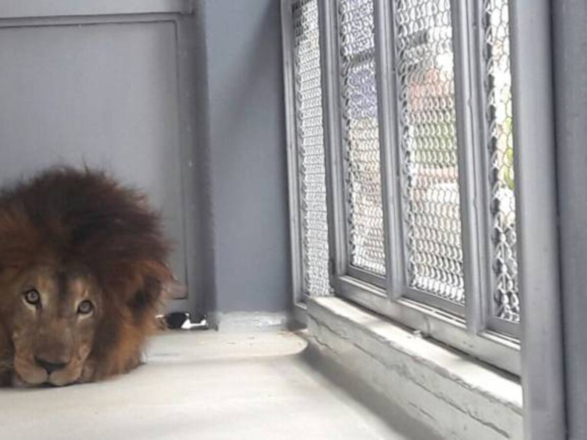 Por fin llegó a Ukumarí César Fernando, el león más querido de Pereira