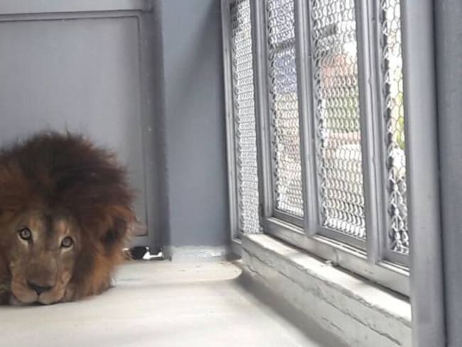 Por fin llegó a Ukumarí César Fernando, el león más querido de Pereira