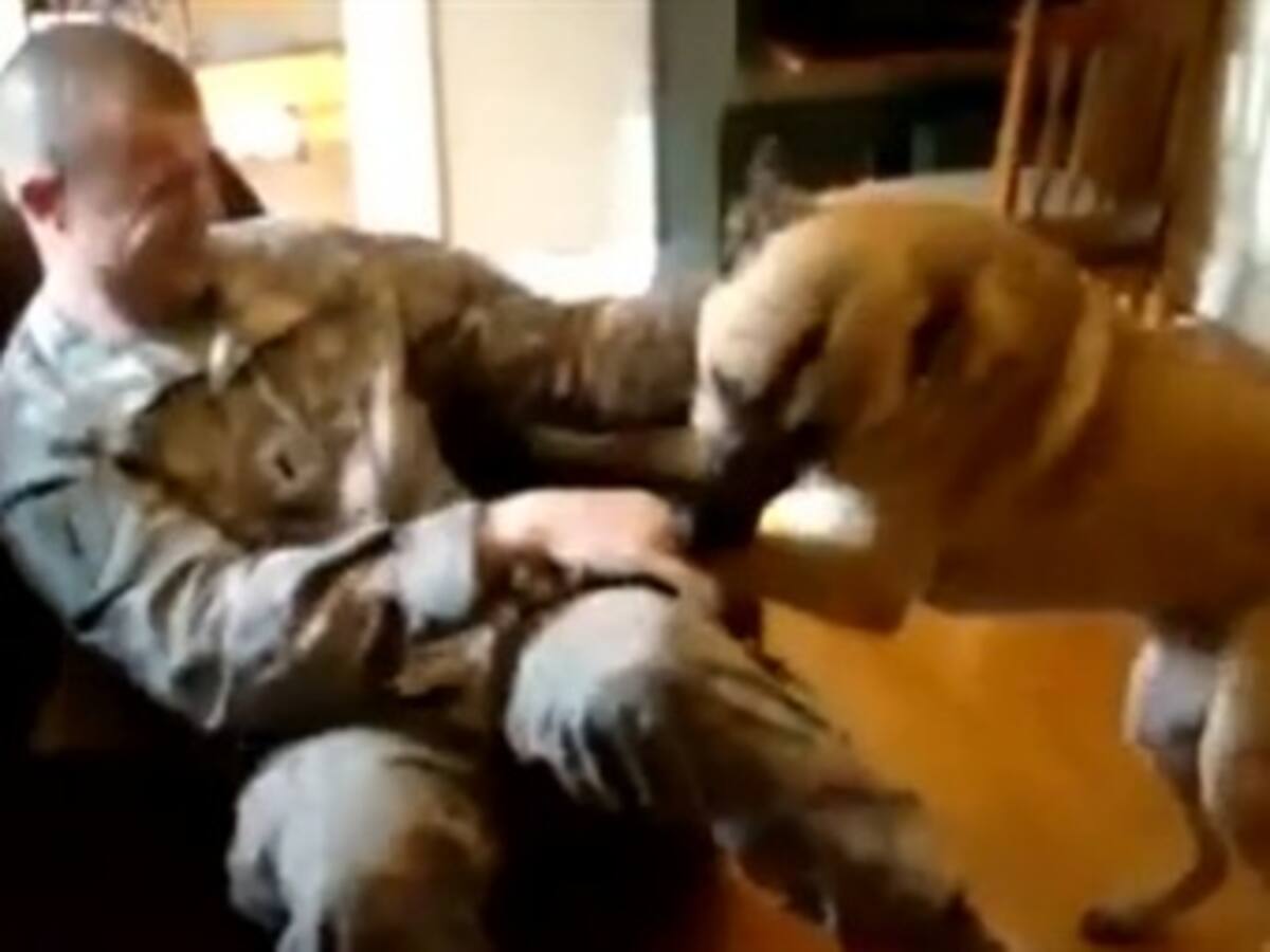 Los 12 reencuentros más emotivos entre soldados y sus mascotas