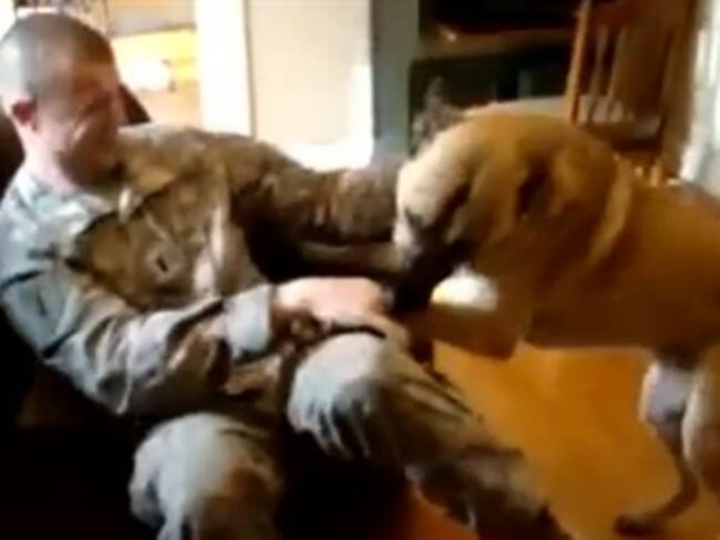 Los 12 reencuentros más emotivos entre soldados y sus mascotas