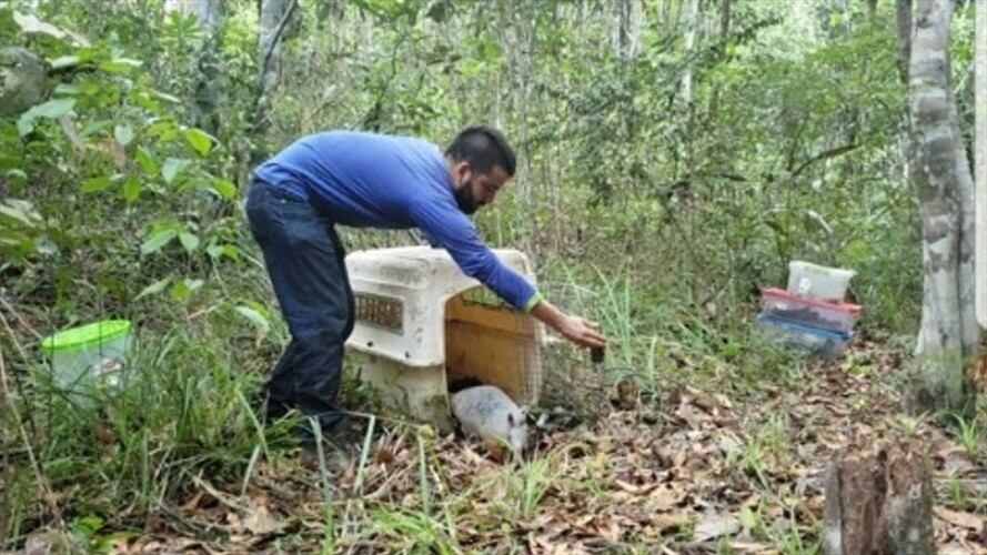 Casi el 100% de animales rescatados tras derrame de crudo en Santander han sido liberados. Foto: Ecopetrol