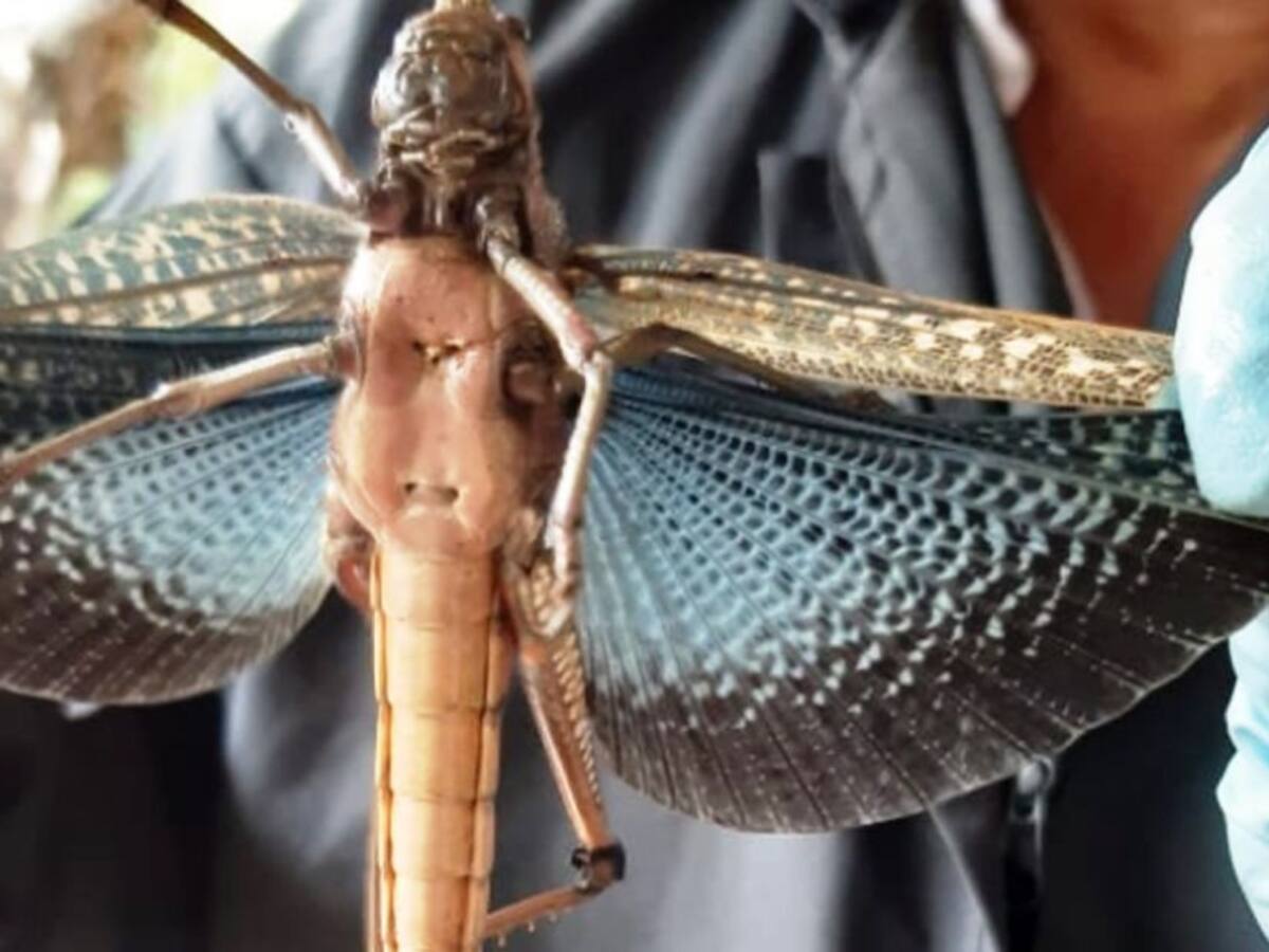 Lanzan alerta por aparición de langostas en cultivos de los Montes de María