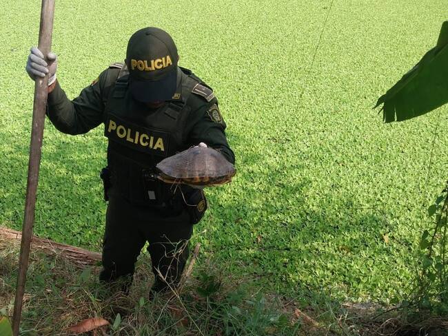 Carabineros de la Policía Nacional recuperando especies silvestres. Cortesía: Ministerio de Ambiente.