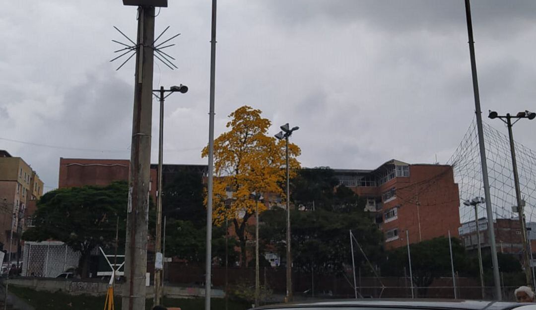 Guayacanes florecen en el sector del parque cafetero de Armenia