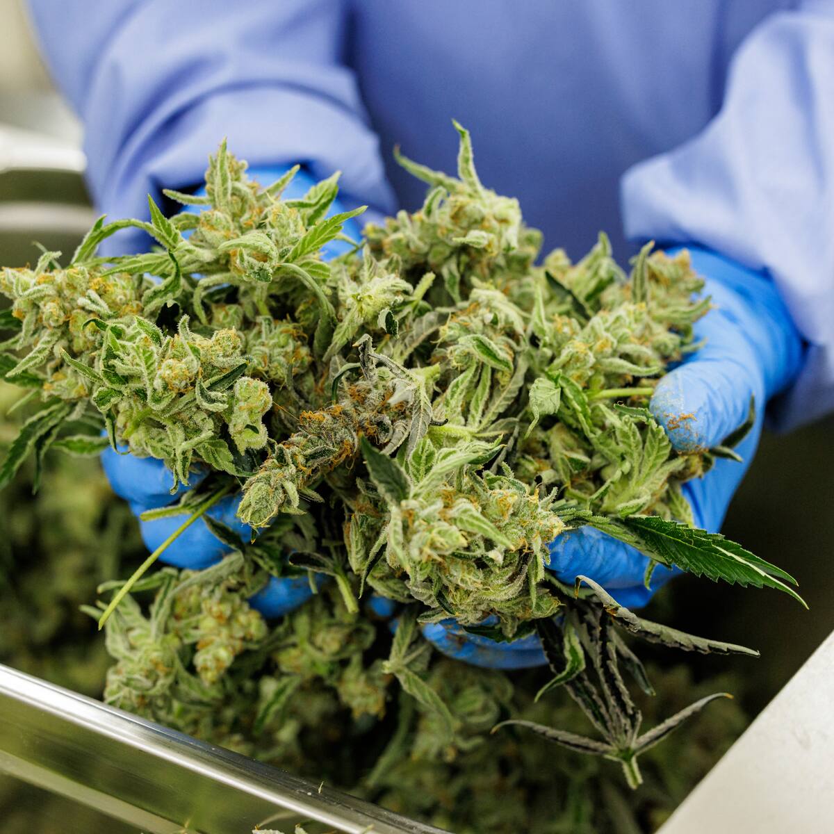 Colombia exige a industria del cannabis estándares imposibles de cumplir: Asocolcanna