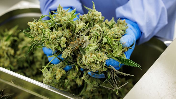 Colombia exige a industria del cannabis estándares imposibles de cumplir: Asocolcanna