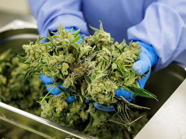 Colombia exige a industria del cannabis estándares imposibles de cumplir: Asocolcanna