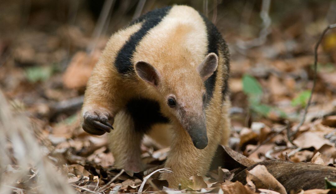 Imagen de referencia