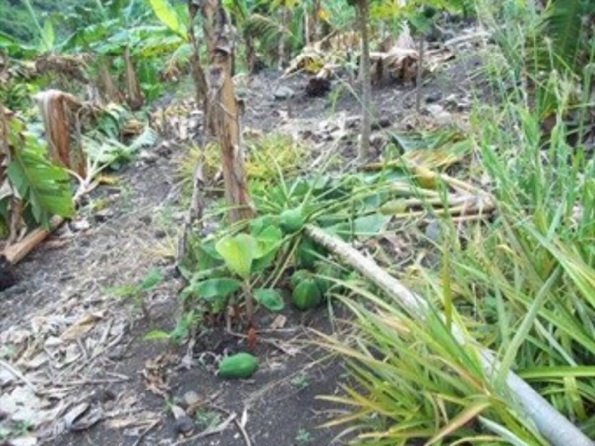 Vendaval afectó varias viviendas en el norte del Tolima