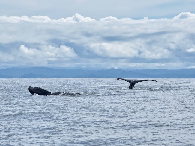 Ballenas en Nuquí - (Getty Images)