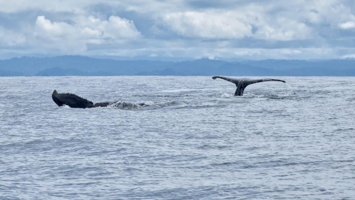 Conozca ballenas en Nuquí: este es el presupuesto que necesita y otros planes para hacer