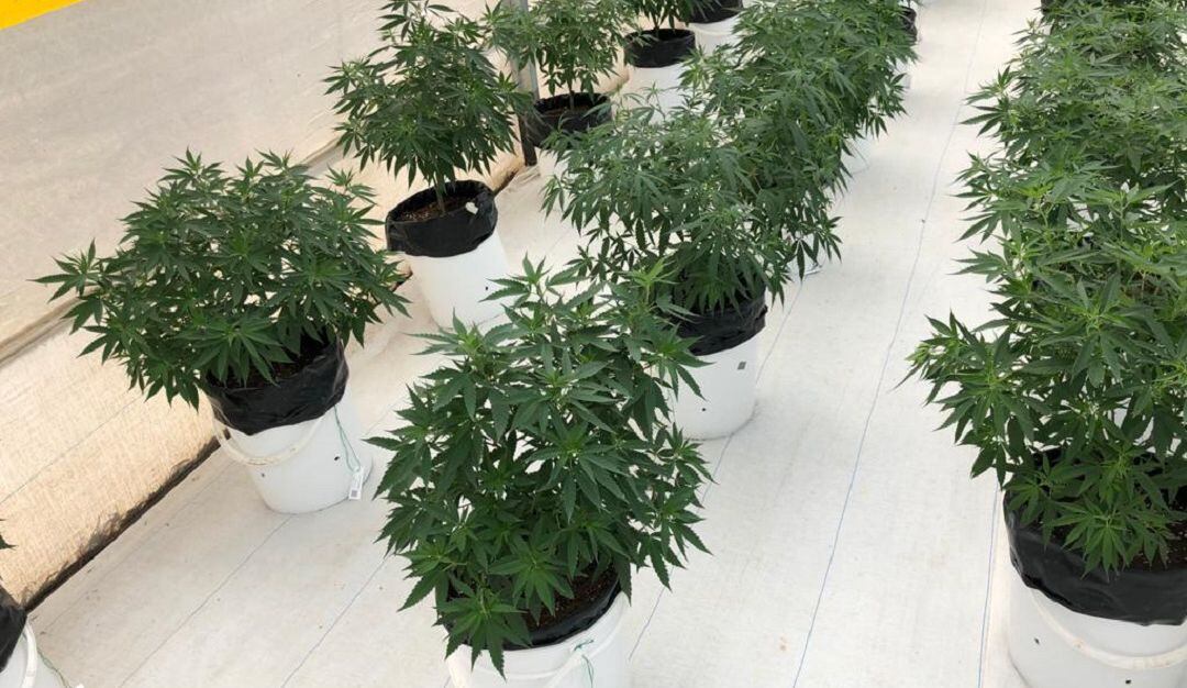 Semillas de Cannabis