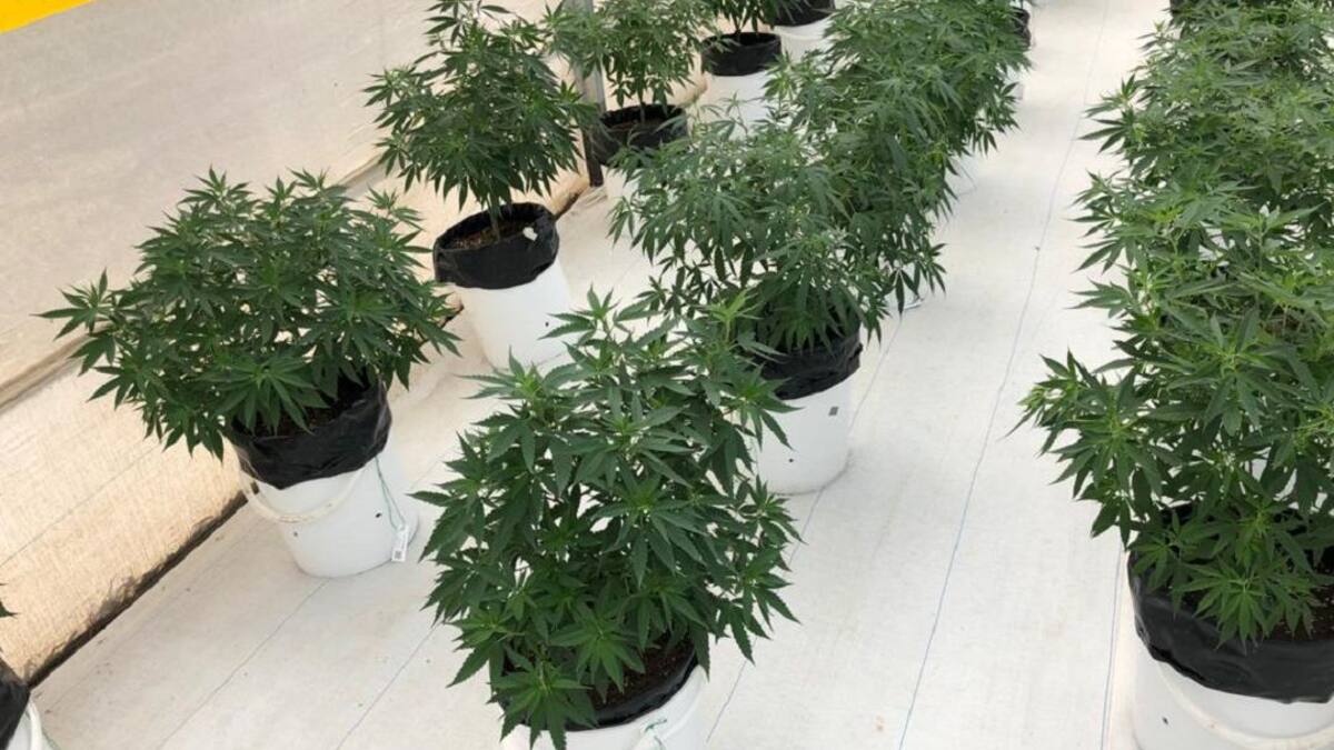 Colombia fortalece sus exportaciones de semillas de cannabis