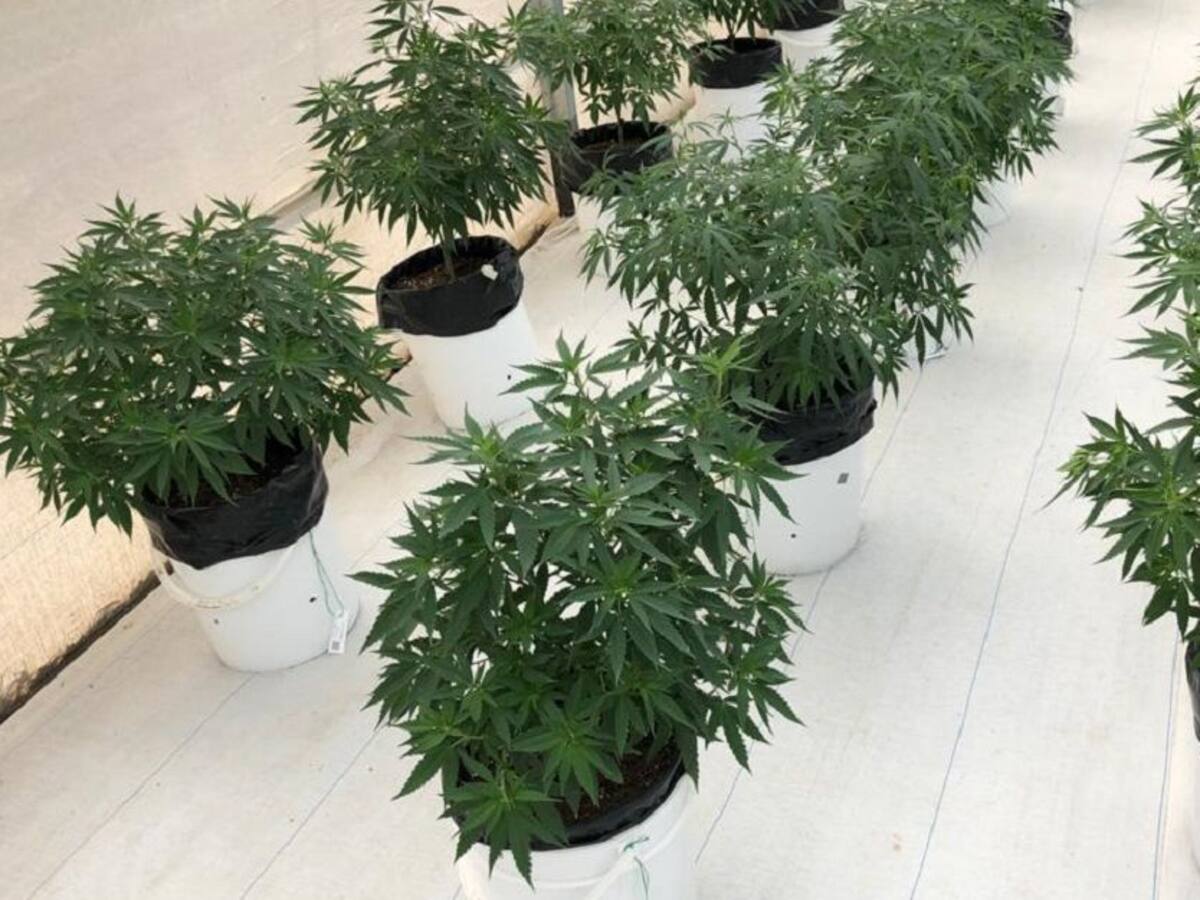 Colombia fortalece sus exportaciones de semillas de cannabis