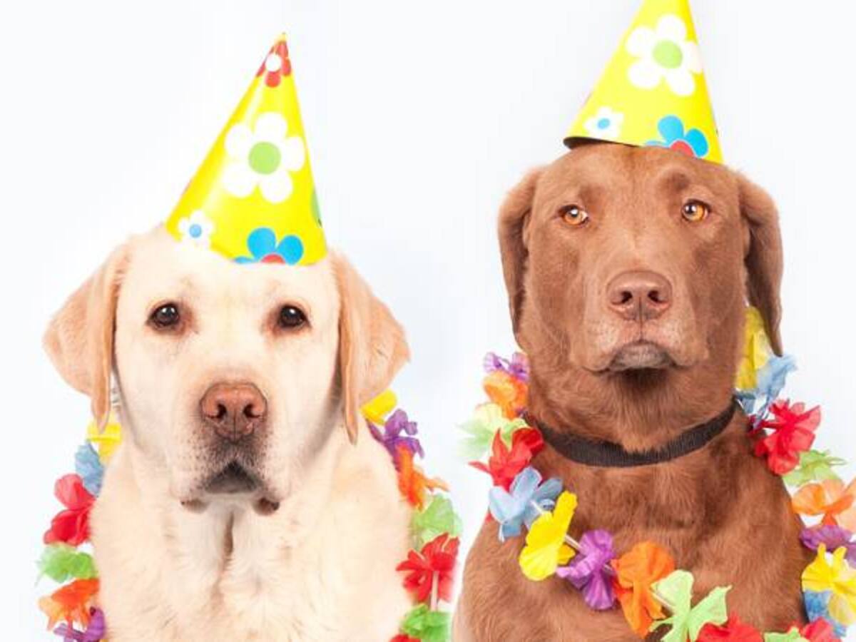 La “perronalidad” y “gatonalidad” de nuestros amados peludos de cuatro patas