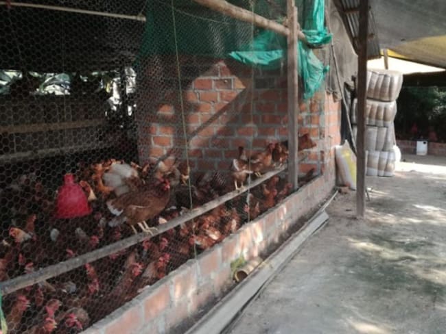 Con visitas de inspección, el ICA protege la producción avícola en Bolívar