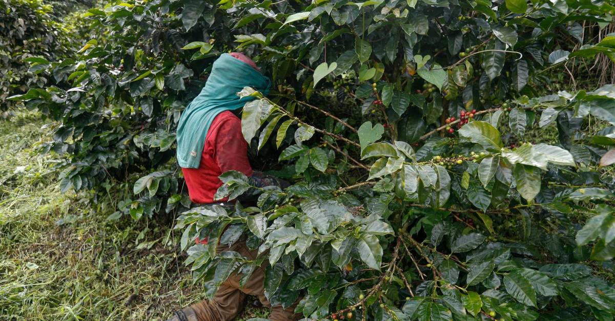 Afectaciones del fenómeno del niños al sector cafetero