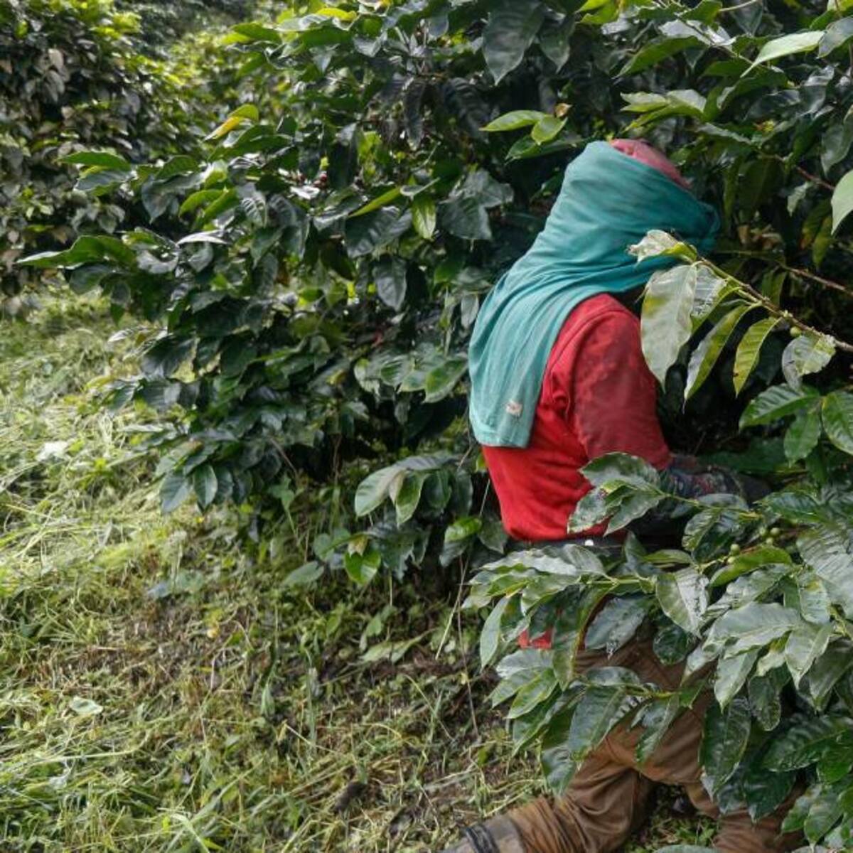 El 40 % de la cosecha cafetera en el Huila estaría en riesgo por fenómeno de El Niño