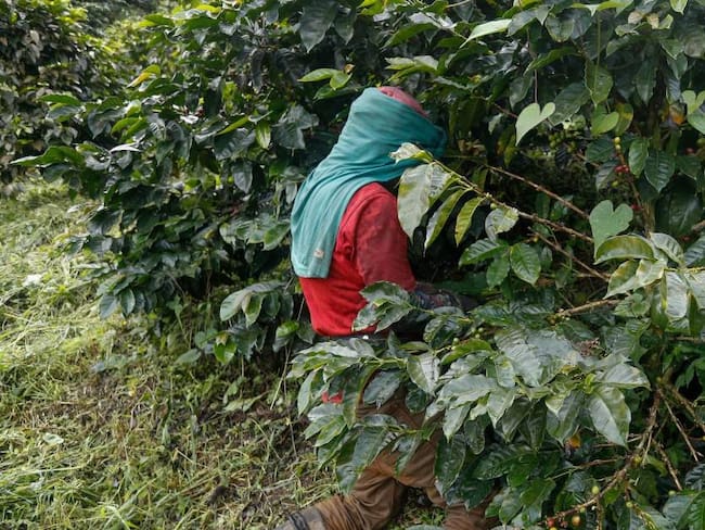 La crisis cafetera en el Huila no solo representa un desafío para los agricultores locales, sino que pone de manifiesto la necesidad urgente de acciones gubernamentales.