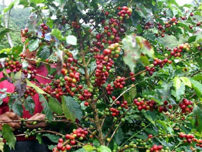 Antioquia requiere 15 mil recolectores para finalizar cosecha cafetera
