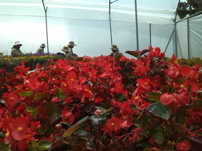 Cultivos de flores del oriente de Antioquia.