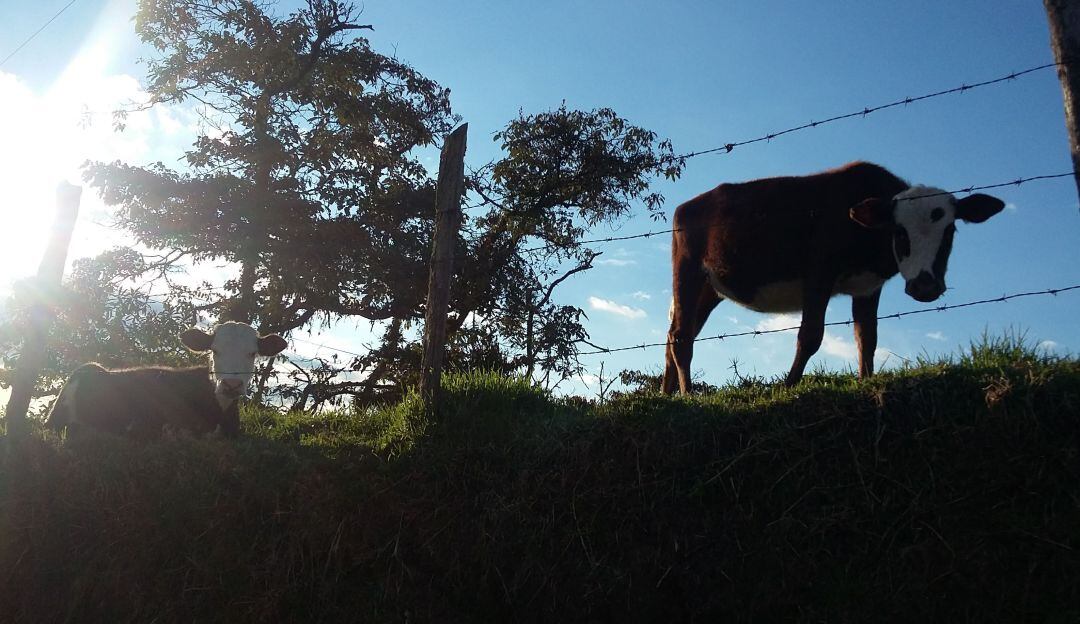 Dignidad Agropecuaria