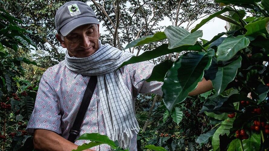 Producción de café de Colombia creció 3% en últimos 12 meses. Foto: Colprensa