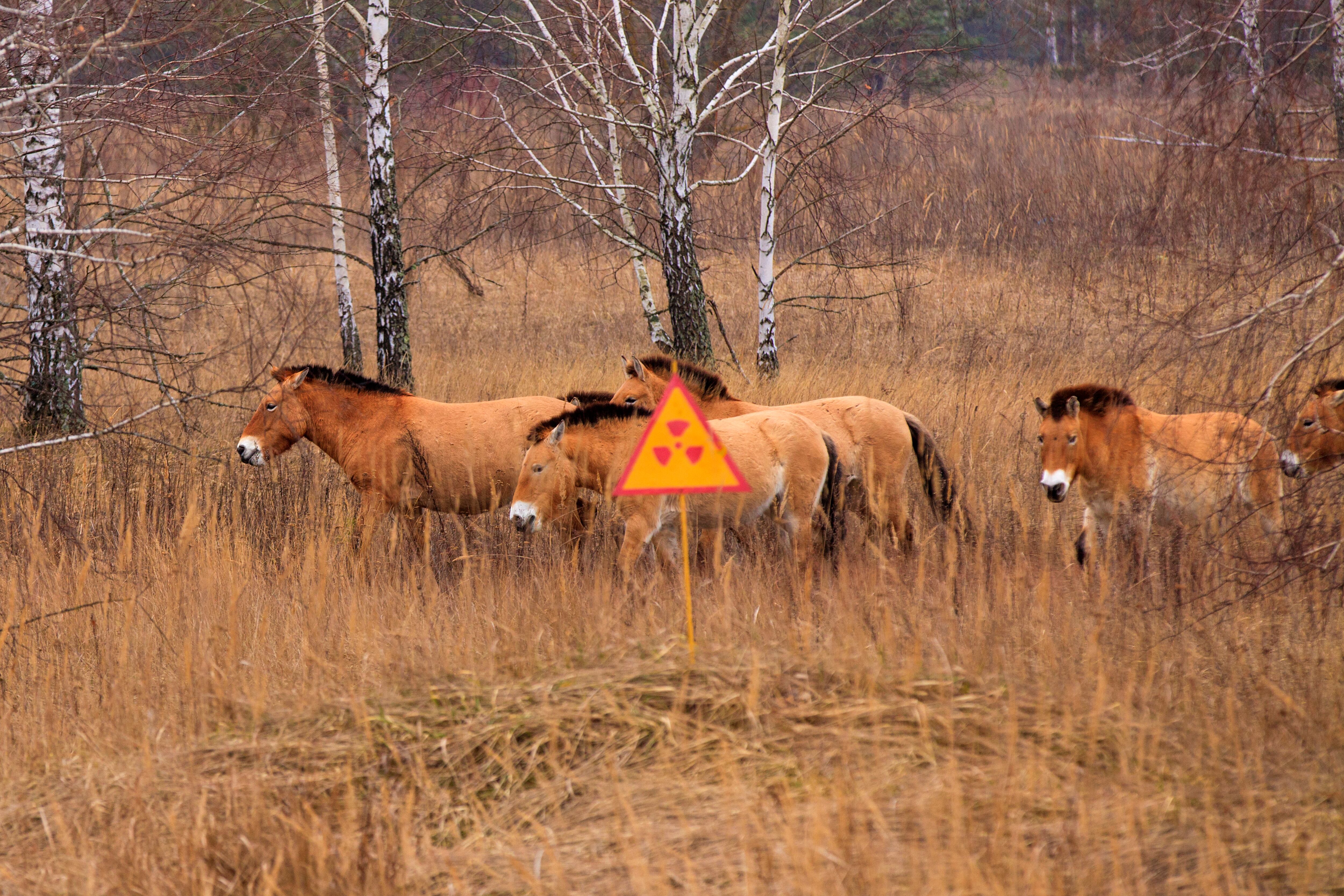 Caballo Przewalski's  en la zona de exclusión de Chernóbil. Foto. Getty Images.
