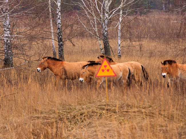 Caballo Przewalski's en la zona de exclusión de Chernóbil. Foto. Getty Images.