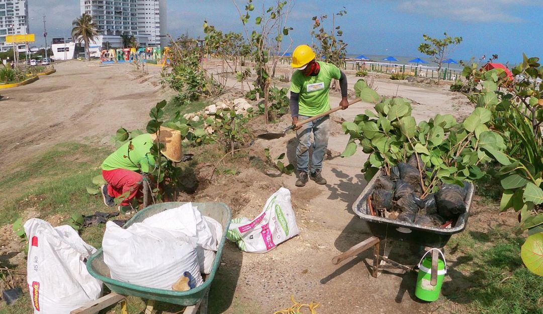 La siembra se realizó en el sector de Las Letras de Cartagena