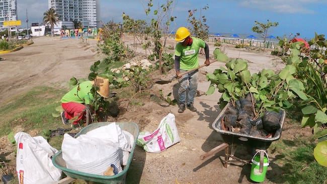 La siembra se realizó en el sector de Las Letras de Cartagena