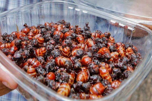 Las hormigas culonas también aumentarían su precio