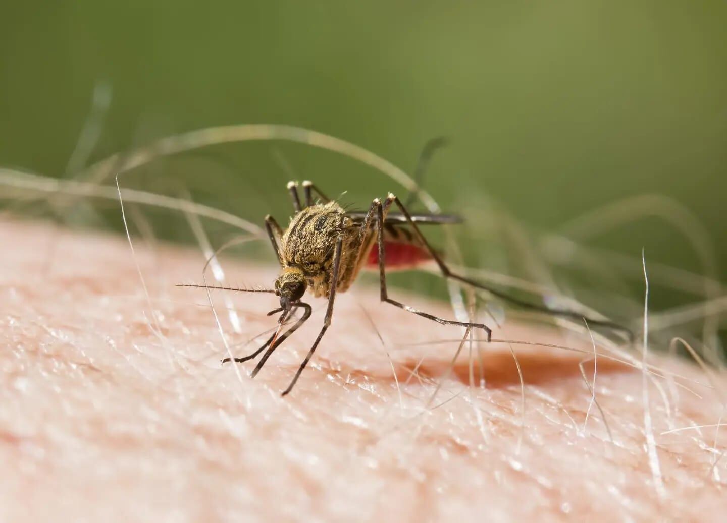 La malaria se contagia a través de la picadura de un mosquito Anofeles.