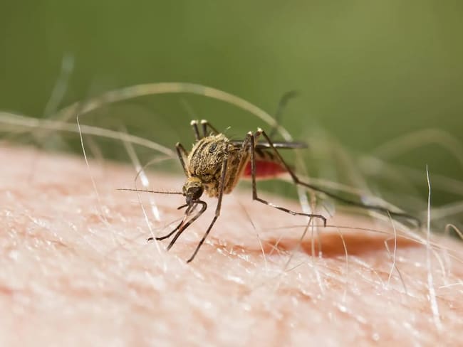 La malaria se contagia a través de la picadura de un mosquito Anofeles.