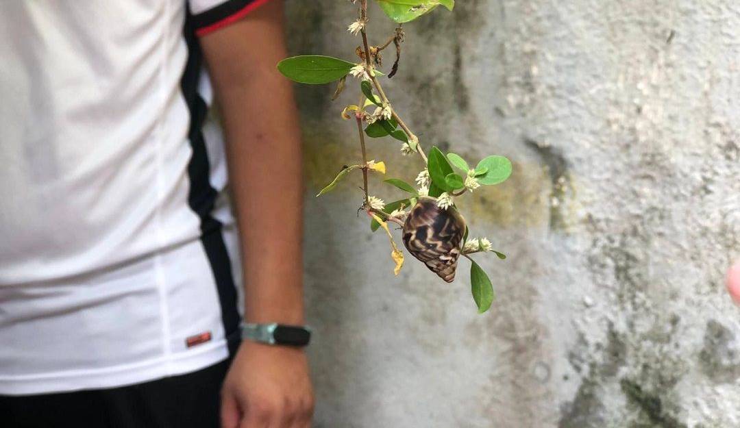 Caracol africano en el sur de Montería.