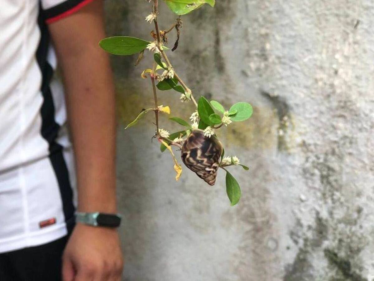 En Montería inician acciones para atender la proliferación del caracol africano